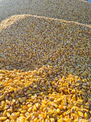 porumb boabe 1 leu kg.   producție 2025 - imagine 4