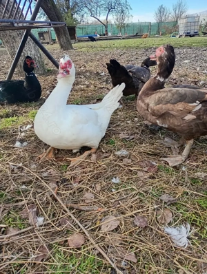 Gâște și rațe de vânzare  - imagine 3