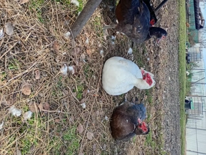 Gâște și rațe de vânzare  - imagine 2