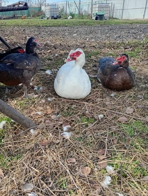 Gâște și rațe de vânzare  - imagine 2