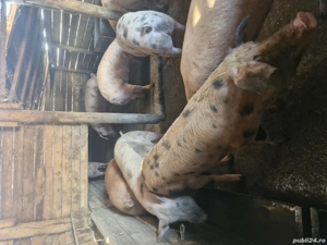 vind porci de carne - imagine 2