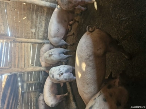 vind porci de carne - imagine 3