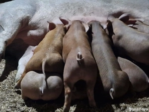 purcei durok cu petrian - imagine 3