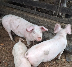 marele alb incrucisat cu landrace