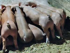 purcei durok cu petrian - imagine 2