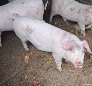 marele alb incrucisat cu landrace 35 kg - imagine 3