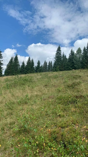 Teren intravilan de vanzare Vatra Dornei, Dorna Arini - imagine 4