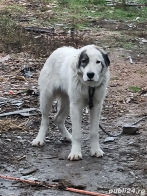 Vand ciobănesc de Bucovina in varsta de 8 luni dezvoltat si destept