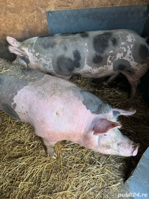 vand porci  - imagine 4