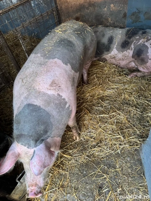 vand porci  - imagine 2