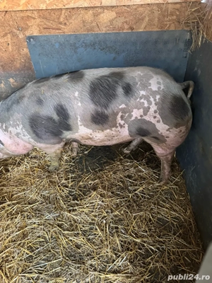 vand porci  - imagine 3