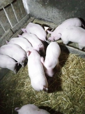 Vand purcei mici  2 Luni