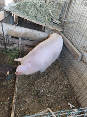 Vând scroafa  - imagine 6