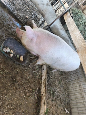 Vând scroafa  - imagine 7