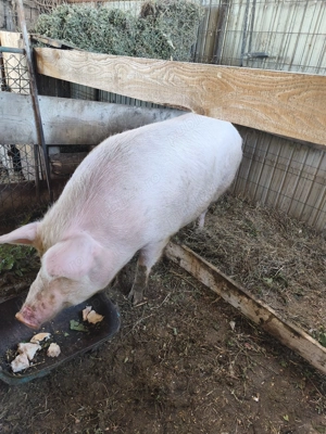 Vând scroafa  - imagine 3