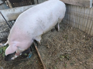 Vând scroafa  - imagine 2