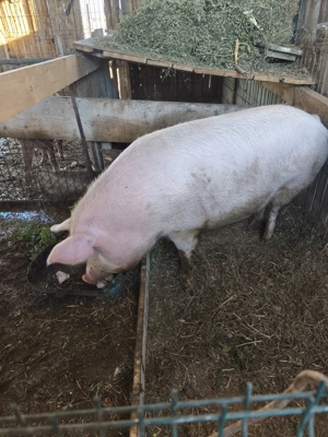 Vând scroafa  - imagine 5