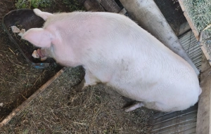 Vând scroafa  - imagine 4