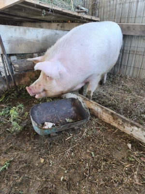 Vând scroafa  - imagine 8