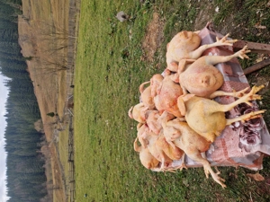 Carcase de gaini crescute doar cu cereale galbene frumoase si gustoase