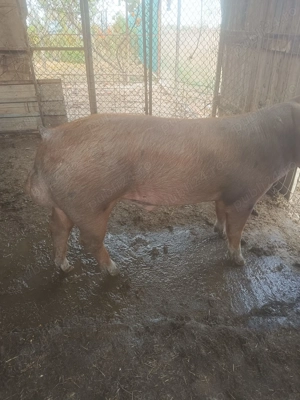 Vier pentru monta - imagine 3