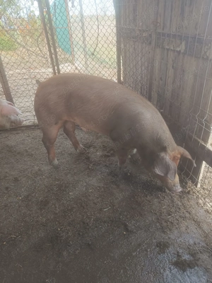 Vier pentru monta - imagine 2