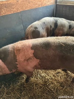 vand porci  - imagine 5