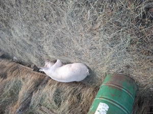 Porc 100kg - imagine 2