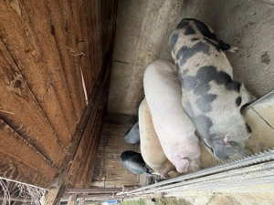 Vând porci 18 lei kg 