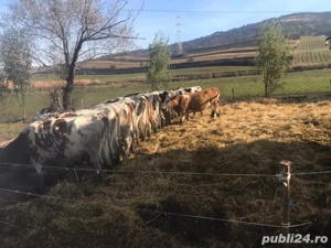 Vând junici gestante - imagine 4