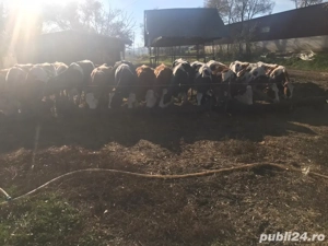 Vând junici gestante - imagine 3