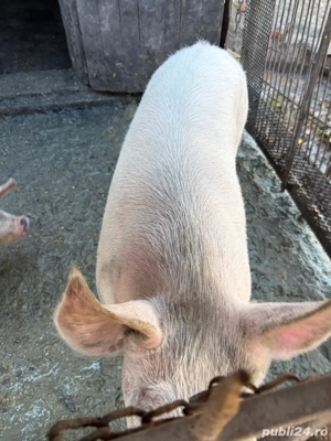 Vand porc  - imagine 3