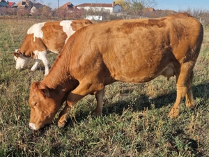 2 vaci de vanzare - imagine 2