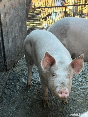 Vand porc  - imagine 2