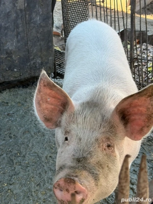 Vand porc  - imagine 4