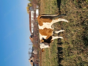 2 vaci de vanzare - imagine 3