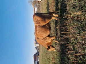 2 vaci de vanzare - imagine 4