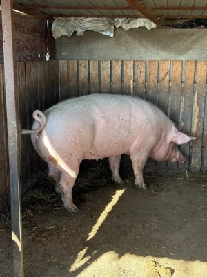 Vând purcele crescute natural!