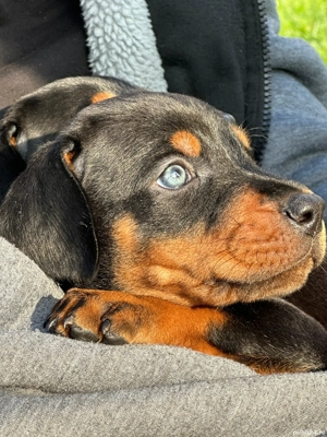 Dobermann 