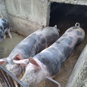 Vând porci 