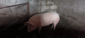 Vând purcea nu a fost fatata a nici o data  - imagine 2