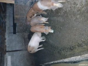 Vand porci  - imagine 2