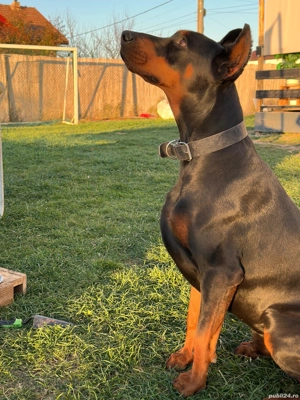 Dobermann  - imagine 4