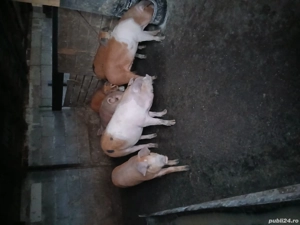 Vand porci  - imagine 4