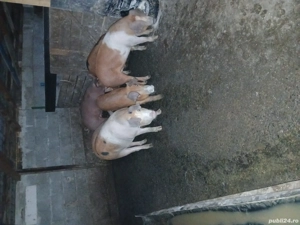 Vand porci  - imagine 3