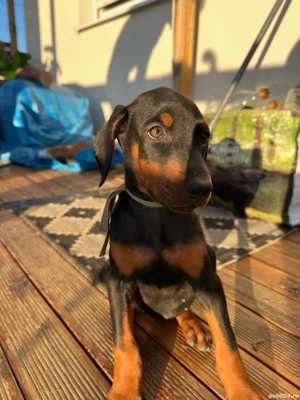 Dobermann  - imagine 5