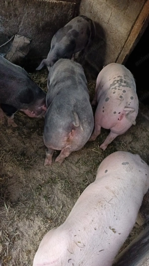 Vând porci pentru Crăciun carcasă sau întreg sau viu  - imagine 3