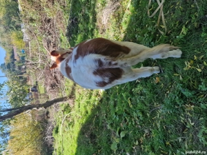 vitea ,,,,,,,,,,,, - imagine 2