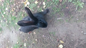 Vând masculi uriaș belgian 