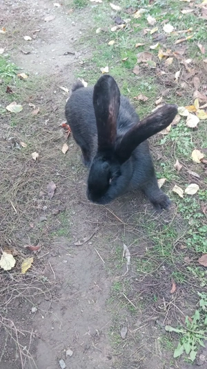 Vând masculi uriaș belgian  - imagine 2